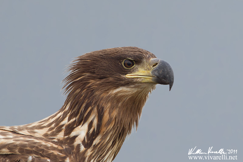 Aquila di mare (Haliaeetus albicilla)  