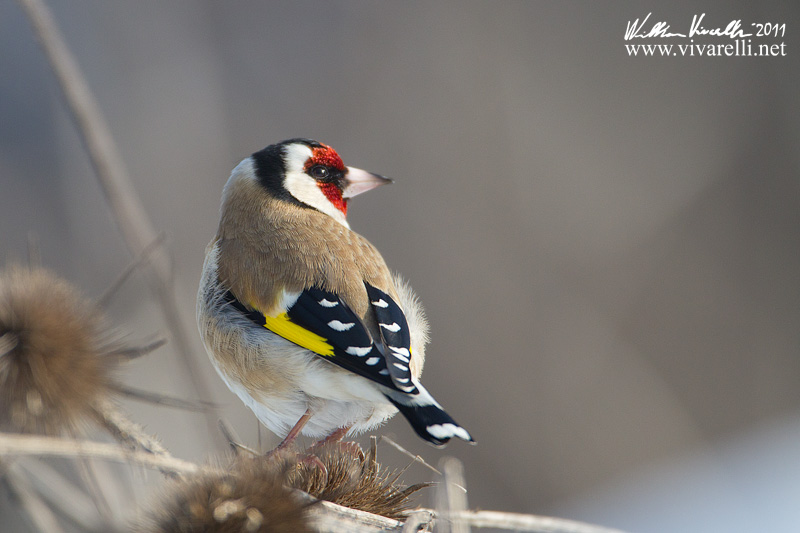 Cardellino  (Carduelis carduelis)