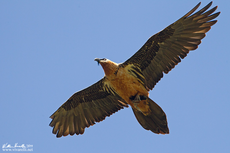 Gipeto (Gypaetus barbatus)