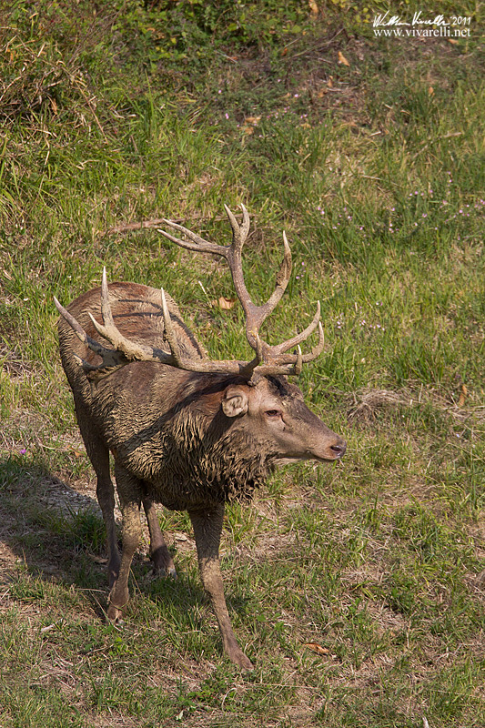 Cervo (Cervus elaphus)
