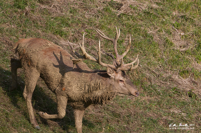Cervo (Cervus elaphus)