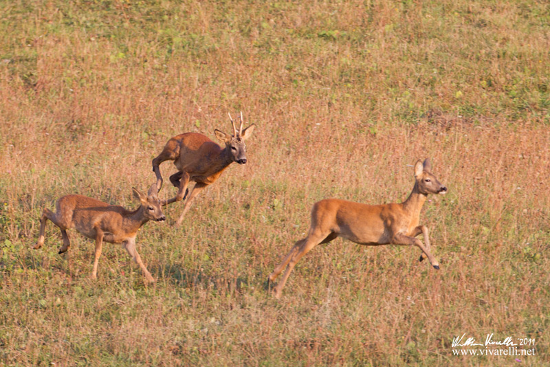 Capriolo (Capreolus capreolus)