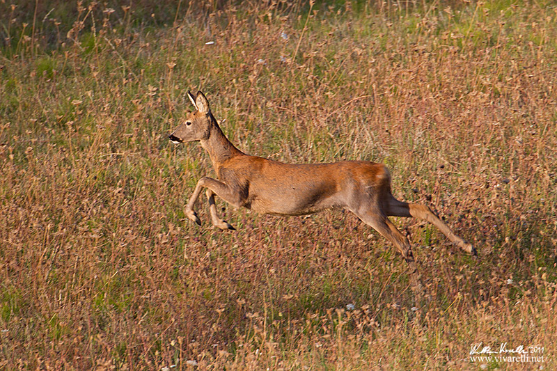Capriolo (Capreolus capreolus)