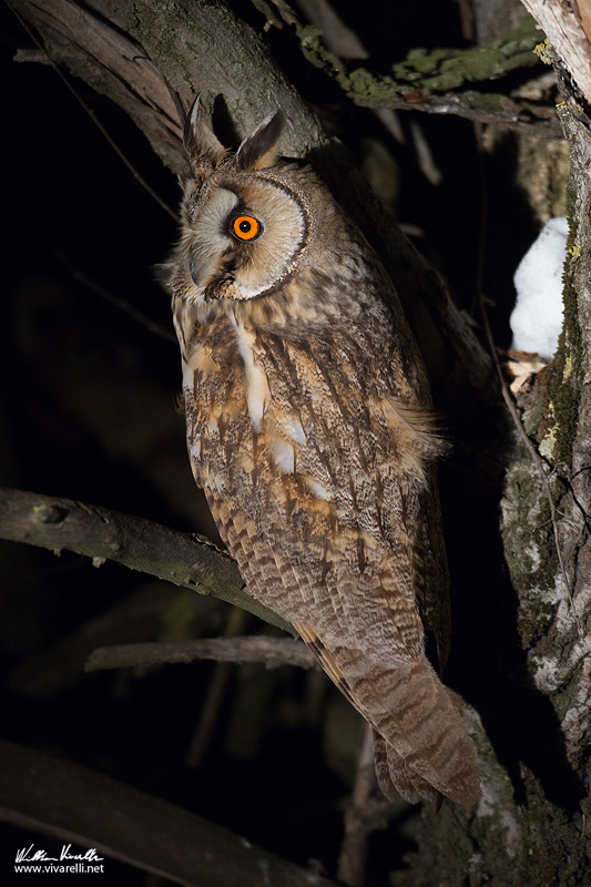 Gufo comune (Asio otus)