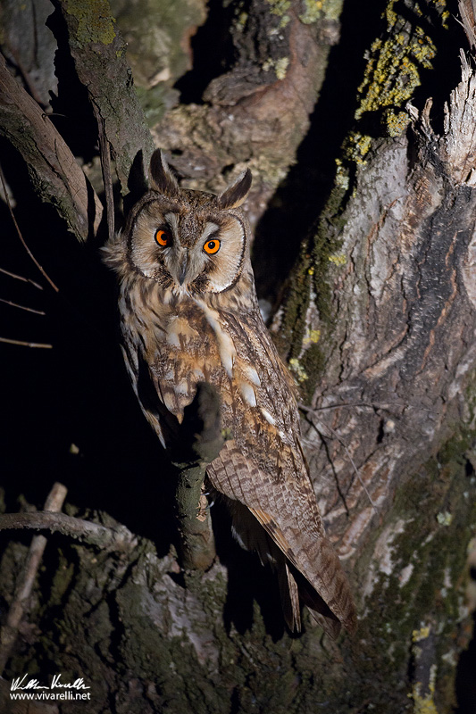 Gufo comune (Asio otus)