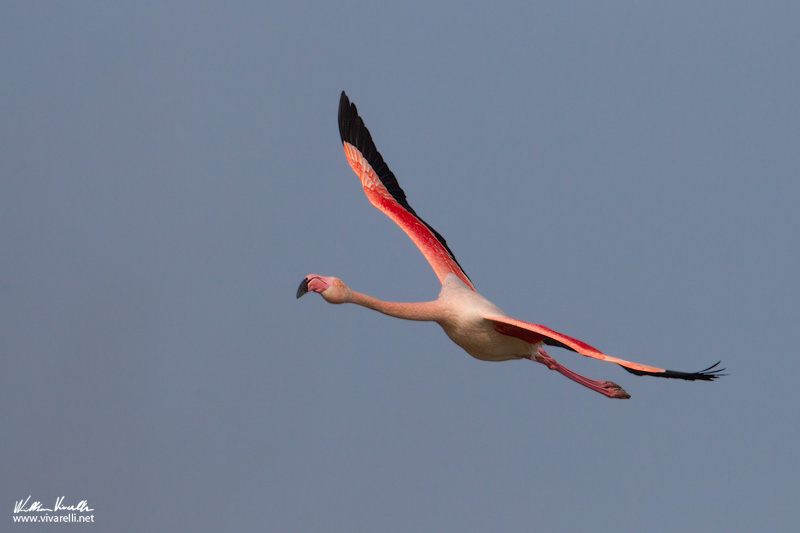Fenicottero (Phoenicopterus roseus)