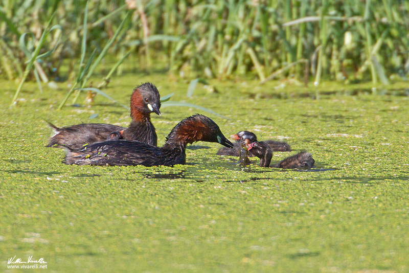 Tuffetto (Tachybaptus ruficollis)
