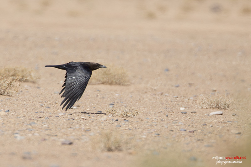 Corvo collobruno (Corvus ruficollis)