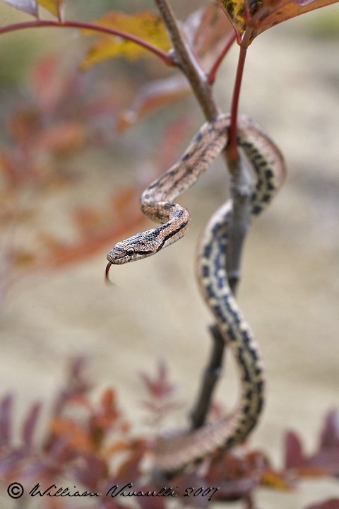 Colubro dei riccioli (Coronella girondica)