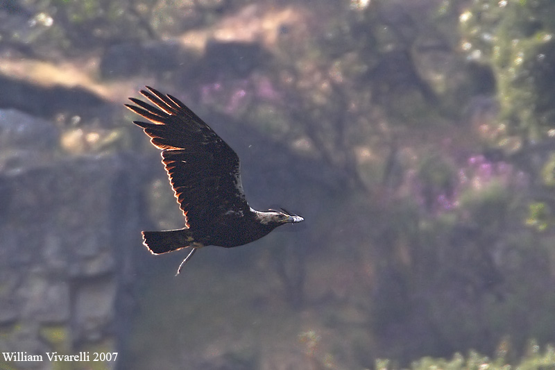 aquila imperiale (Aquila adalberti)