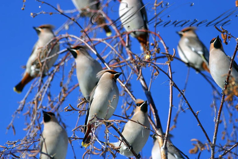  Beccofrusne  (Bombycilla garrulus)