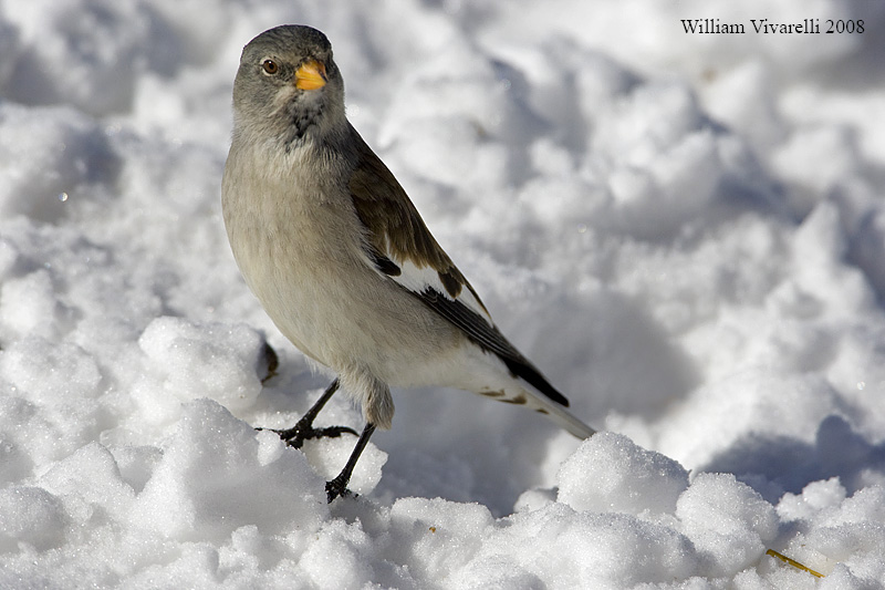 fringuello alpino (Montifringilla nivalis)