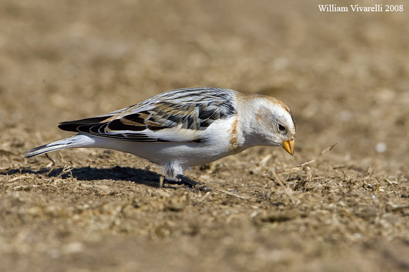 Zgolo delle nvi  (Plectrophenax nivalis)