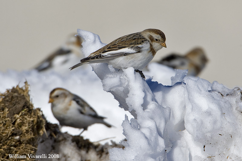 Zgolo delle nvi  (Plectrophenax nivalis)