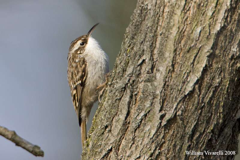 Rampichno comne  (Certhia brachydactyla)  