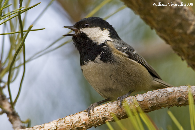 Cincia mora (Periparus ater)