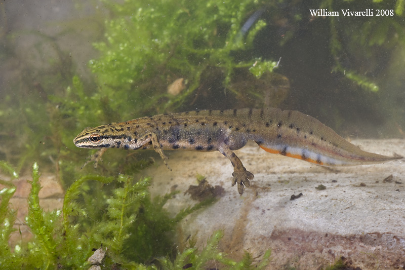 Tritone punteggiato (Triturus vulgaris)