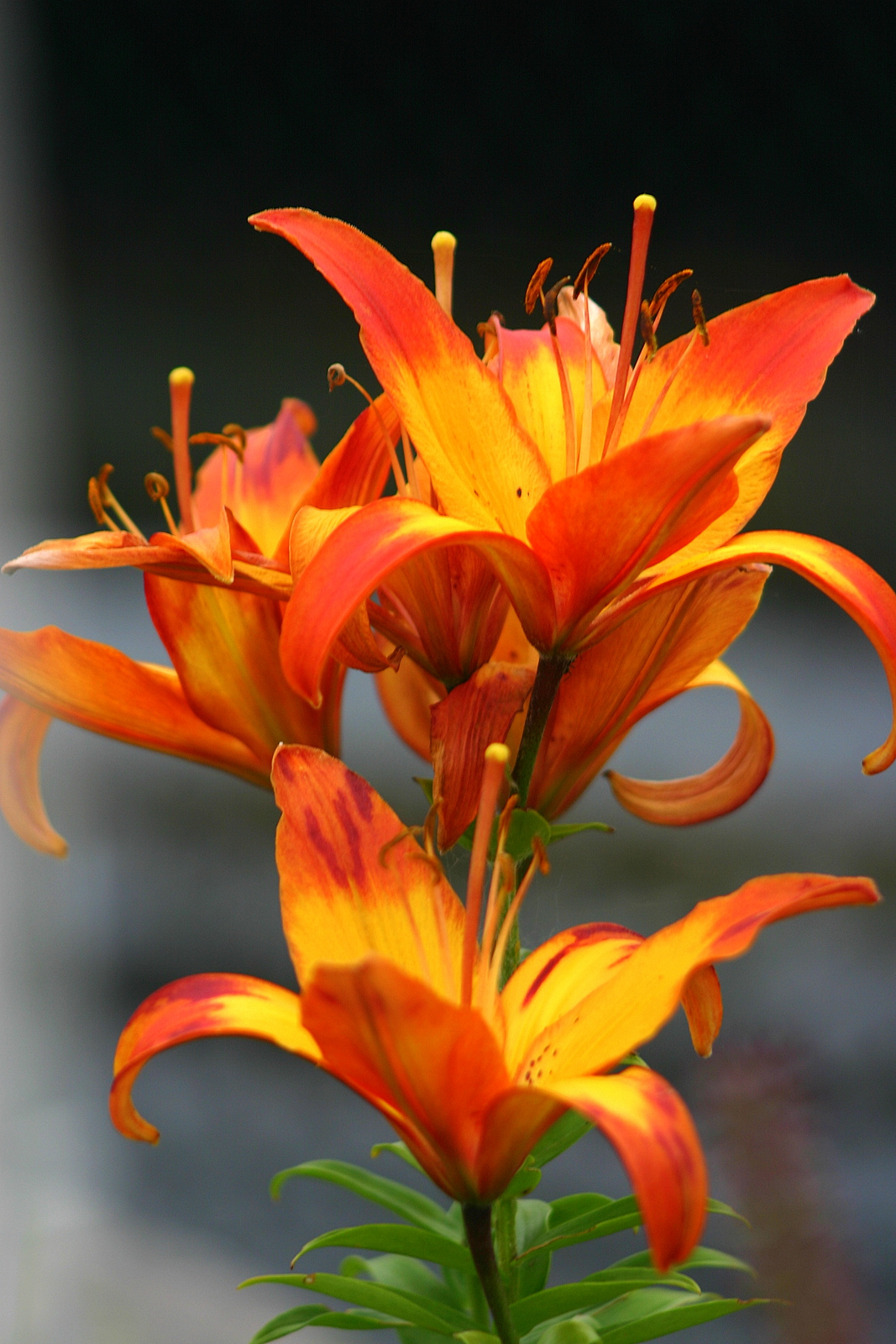 Day Lily