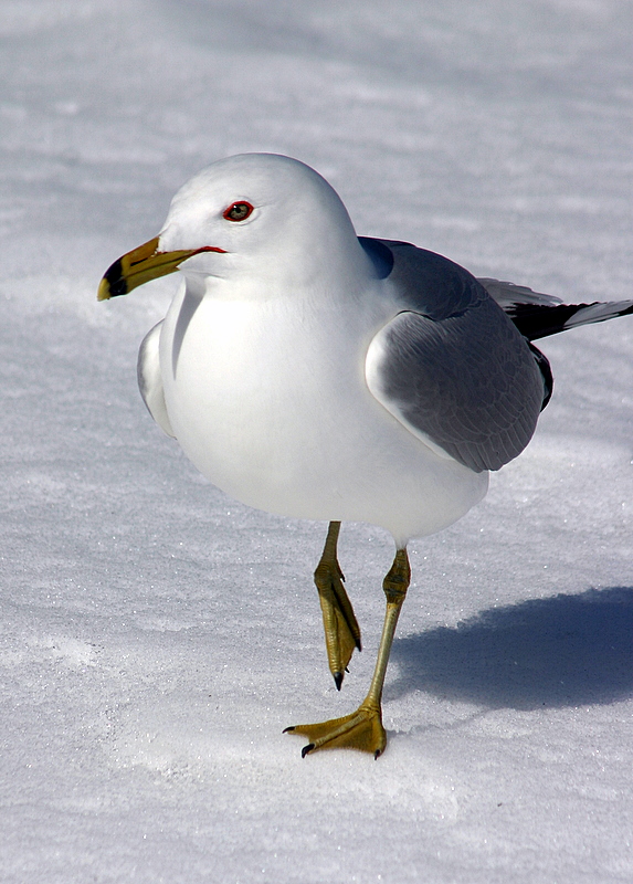 Walk in the Snow