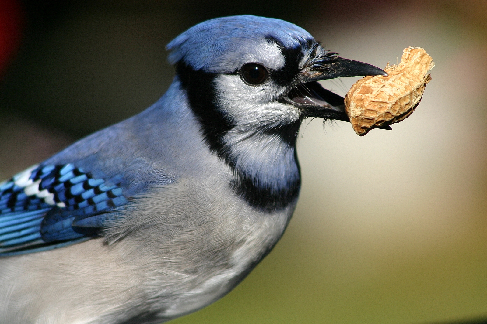 Blue Jay