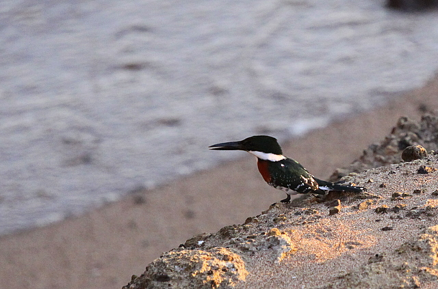 Green Kingfisher - El Salvador