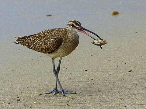 Whimbrel