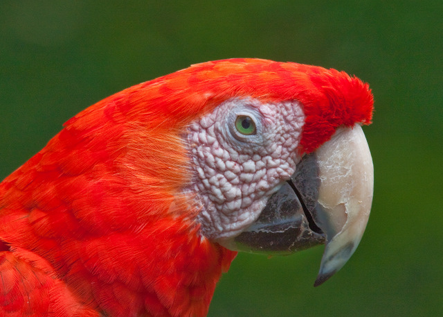 Brilliant Macaw