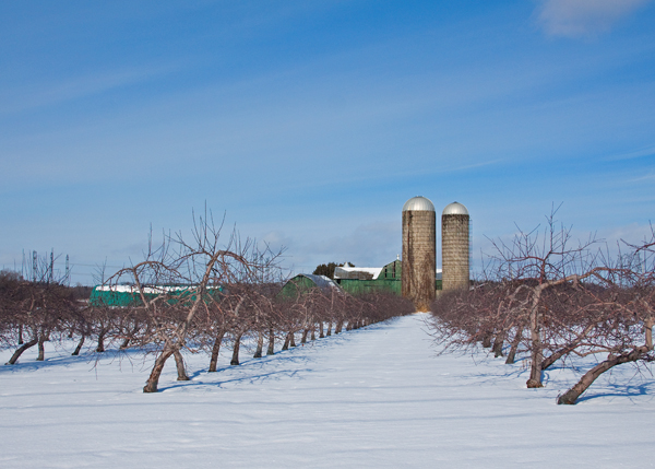 Orchard at Rest