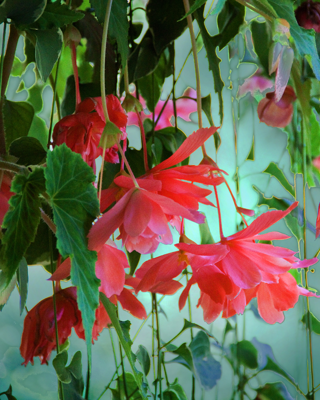 Trailing Begonia