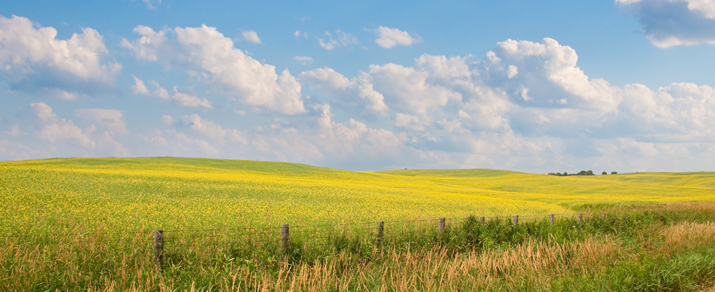 Field in the Sun