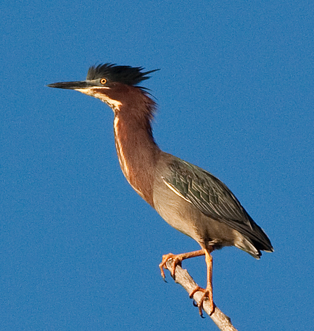 Green Heron -1