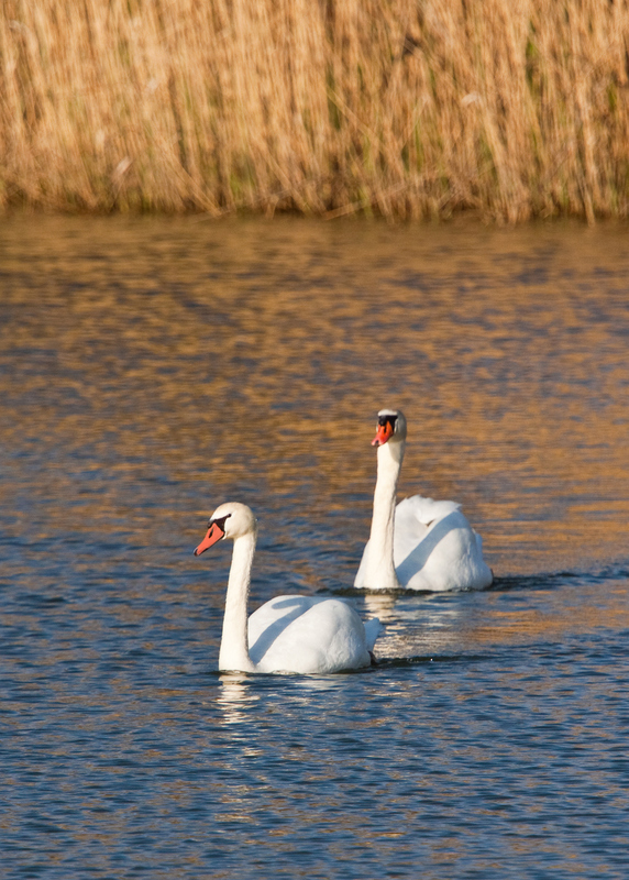 Mute Swan Pair