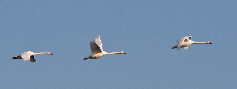 Swans on the Wing
