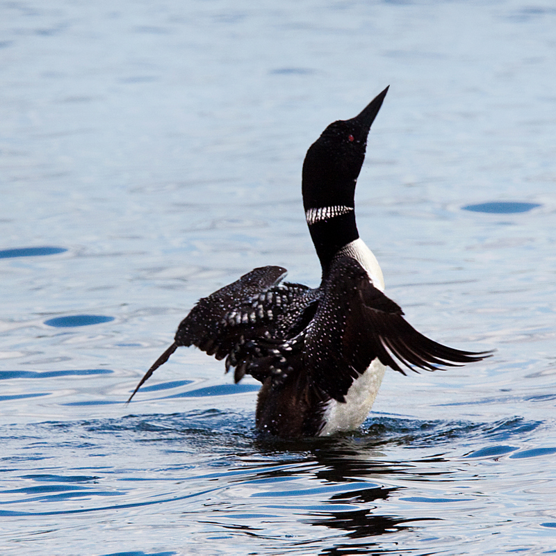 Loon - 5