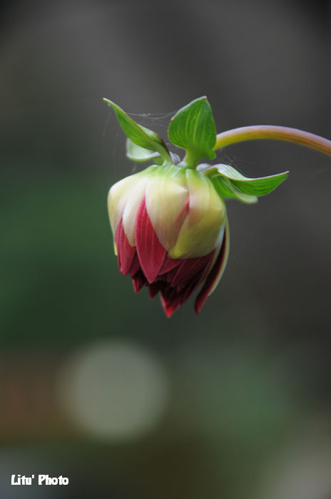 DSC_4249.jpg