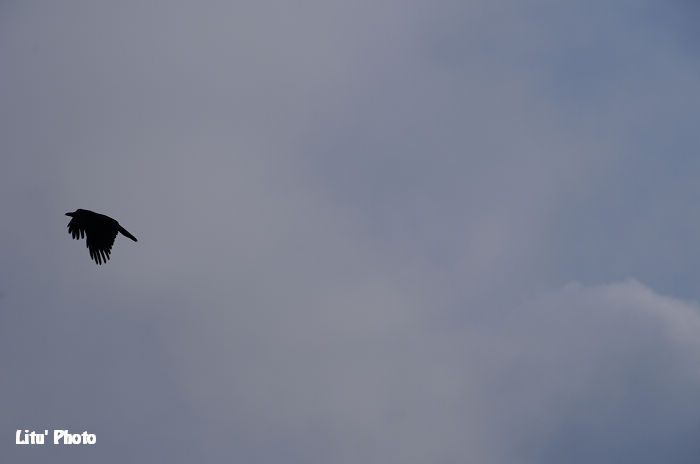 DSC_4313.jpg