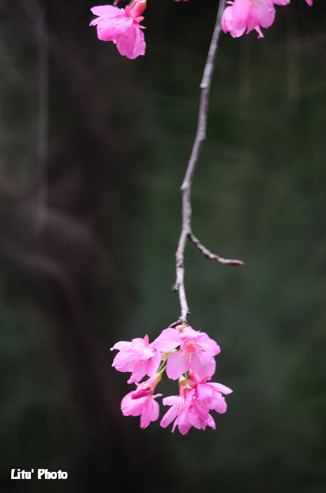 DSC_3301.jpg