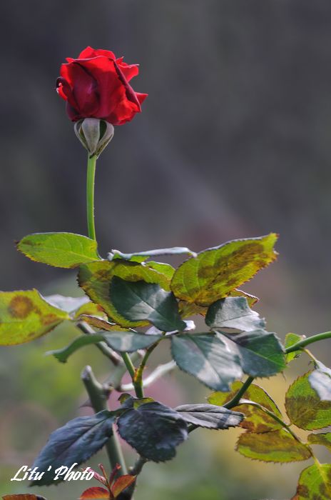 DSC_8865.jpg