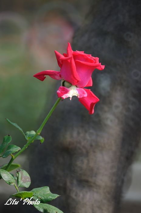 DSC_8871.jpg