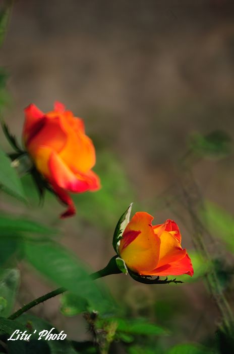 DSC_8917.jpg