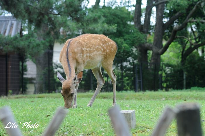 DSC_2996.jpg
