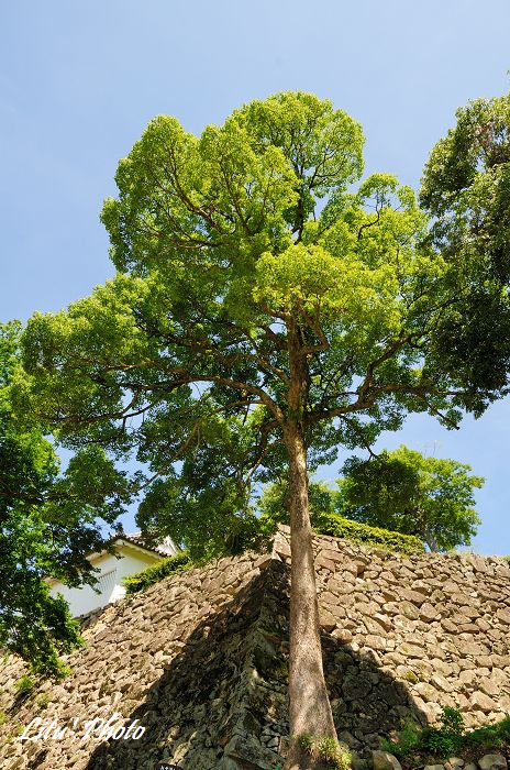 DSC_4019.jpg
