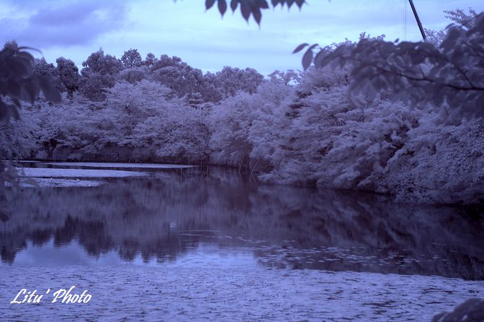 DSC_5231.jpg