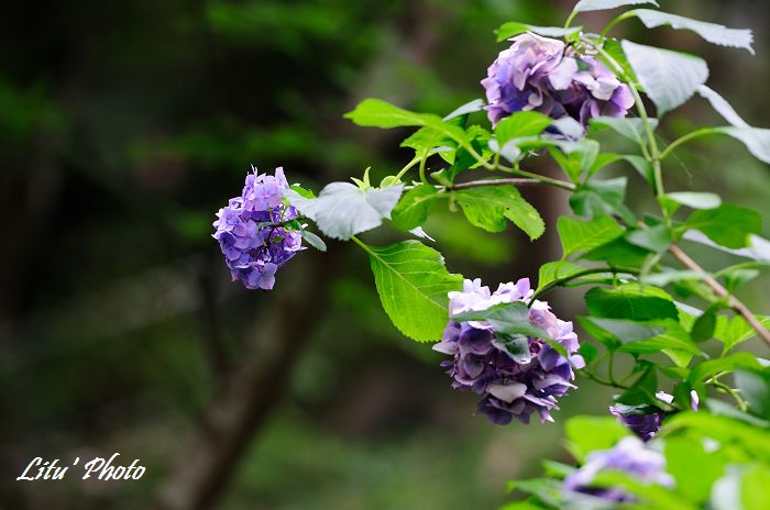 DSC_5405.jpg