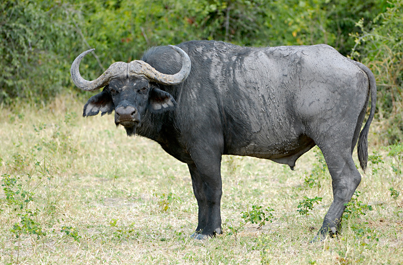 Buffalo