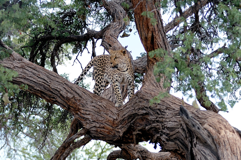 Leopard-Namibia