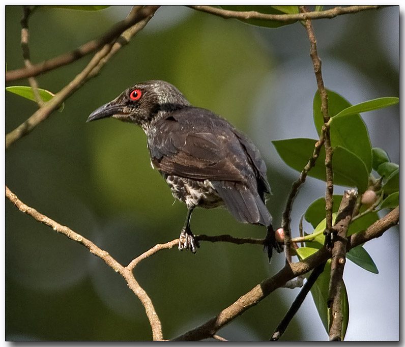 Asian Glossy Starling - juvenile