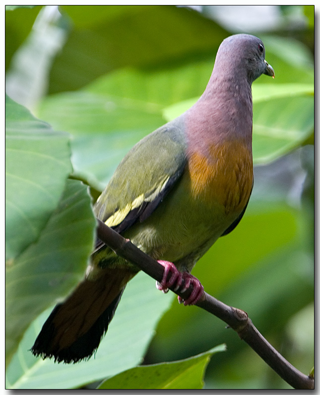 Pink-necked Green Pigeon