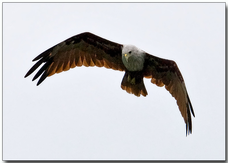 Brahminy Kite