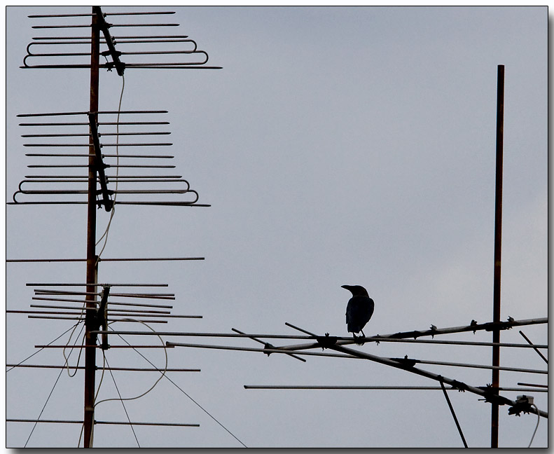 Urban Crow - watching TV :-)